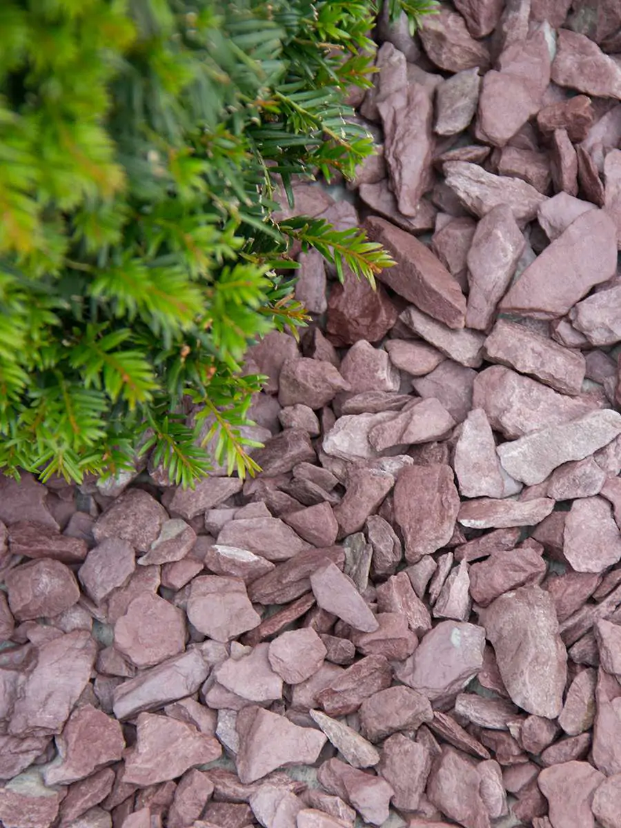 Canadian slate paars